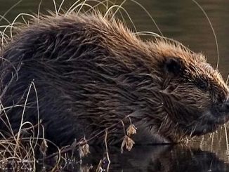 louisiana beavern bounty suspended